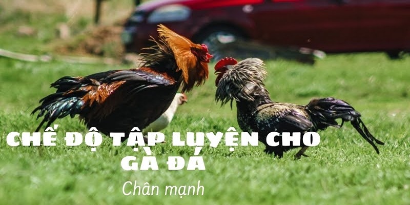 Cách huấn luyện trong chế độ nuôi gà đá thomo giúp tăng sức bền của chiến kê